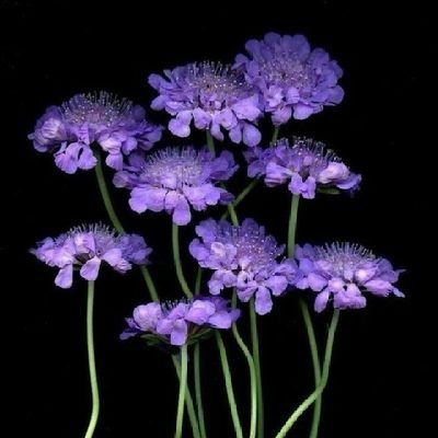 abuomar612's profile picture. يقول المتنبي: 
جرح في ظهر الخيل تحت السرج متداري .. 
لا الخيل تشكي ولا الخيّال داري".