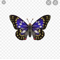 autisticbutterfly (@autisticbutter1) 's Twitter Profile