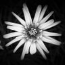 Zeitwunden's profile picture. Nature Photography mainly b&w • Occasionally in color • All photos are mine, except reposts •
