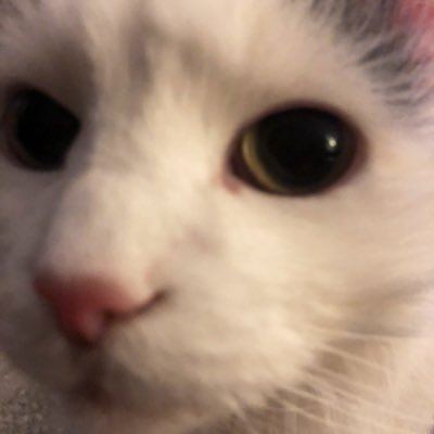 IndifferentJess's profile picture. 🇬🇧 rescued from a cage. Likes sleeping and tuna. I don’t really understand toys - they scare me. I tolerate my humum and hudad - sometimes 🐾