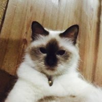 RJ Cat (@bigcat01714039) 's Twitter Profile