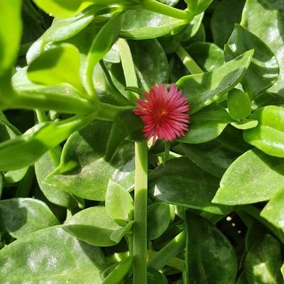 ChaltiEthiopia's profile picture. Ethiopia made me special:)