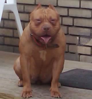 K9 extraordinaire , singer, songwriter