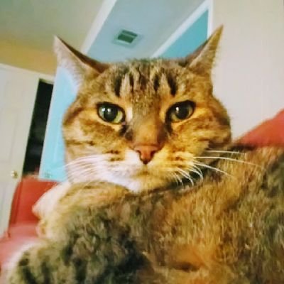 TATBadger's profile picture. Mother of sons...