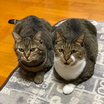 お外で生活をしていた猫ちゃん達を2匹を家族として迎え入れました。  きなこ（♀）あんこ（♂）😸きじとら猫のきなこ&あんこちゃんの生活を発信してます きなこ&あんこチャンネル