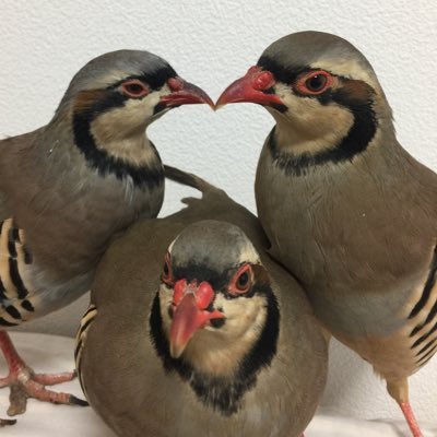 つなちゃんさんのプロフィール画像