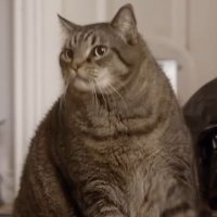Beau nugget cat full episode outlet