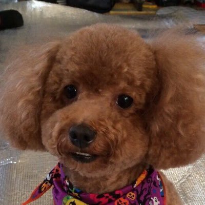 youyuris2010's profile picture. 