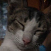 Lrnz (@oouwuo) 's Twitter Profile