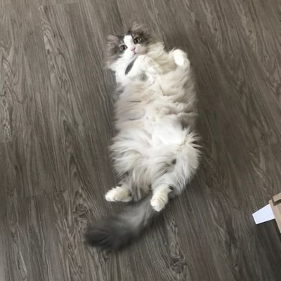 楓兔さんのプロフィール画像