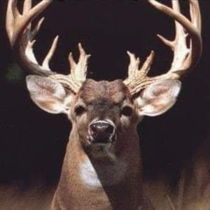 NickGre99309357's profile picture. legal gun owner, sports shooter, hunter,CCFR member
 dyslexic and don't care if you don't like my spelling