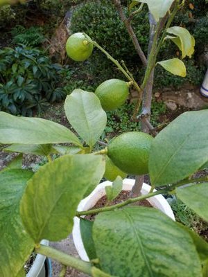 ほぼ…庭 田んぼ 畑の植物 昆虫を呟きます🌿🌺🌼🌸
自家製植物や野菜を使ったヘルシー料理も好んで作ります😃
🐶🐱🐦️🌈☁️好き❣️