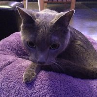 🇺🇸🇺🇸Patriot🇺🇸🇺🇸 (@patriotickitten) 's Twitter Profile