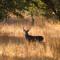 David Crutcher (@dobegap1) 's Twitter Profile