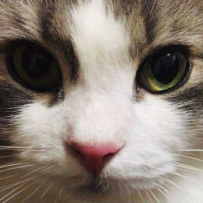 フルリモートな毎日。お仕事はweb系。コスメとメイクと猫が趣味。その他節操なし系オタク。アカウント分けないのでごっちゃごちゃです。