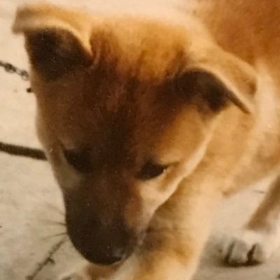 歌舞伎・音楽・マンガ・アニメ・美術館・アンティーク着物・柴犬が好きです。好奇心旺盛ワンコです。ヌルヲタです。着道楽。攻殻機動隊とPSYCHO-PASSとモノノ怪が好きすぎる。聖飢魔IIそだちのface to aceバカ一代。多趣味すぎて忙しい。我が道をゆく。アイコンは永遠の弟犬🐕🌈(享年17歳)