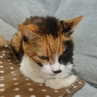 どの時代も良いものは良い､　悪いものは悪い！

蔓延らせてはならぬもの→カジノ万博､ネトウヨ､安倍晋三的なもの､参政党しぐさ､維新及び橋下徹的価値観 ､竹中平蔵的売国奴､カルト(特に日本会議·統一教会)､歴史修正主義､ヘイト､全体主義､同調圧力､自己責任論､格差社会､原発…
そして戦争。
⚠これらは断固却下＆ブロック。