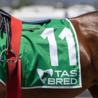 Tasbreeders (@breederstas) 's Twitter Profile
