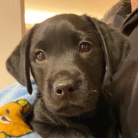 こうめ🍀 (@koume_blue) Twitter profile photo