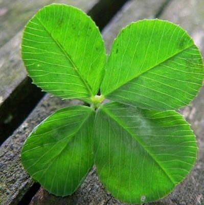 AmongUSDeutsch's profile picture. 