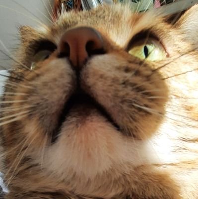 irmathekitty's profile picture. I irma i don know how old I am