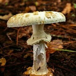 Alanna_4th's profile picture. I'm just me ...