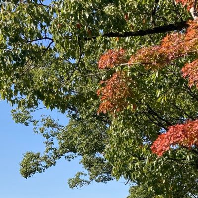 midori_snmkb's profile picture. 成人済♀腐ってる。雑食。Mマスを一生愛している