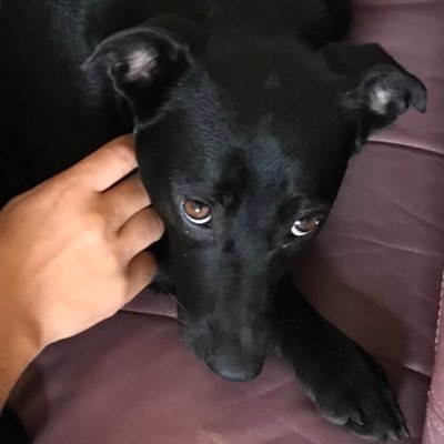 Zara807's profile picture. Zu alt für ATV, Zu weltoffen für Servus TV, zu arm für ORF