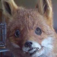 ▫️FSB▫️ (@filbertstblues) 's Twitter Profile Photo ▫️FSB▫️ (@filbertstblues) 's Twitter Profile Photo