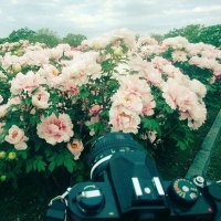 kai☂(@kaaai_camera) 's Twitter Profile Photo