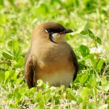 沖縄で鳥を見ています。