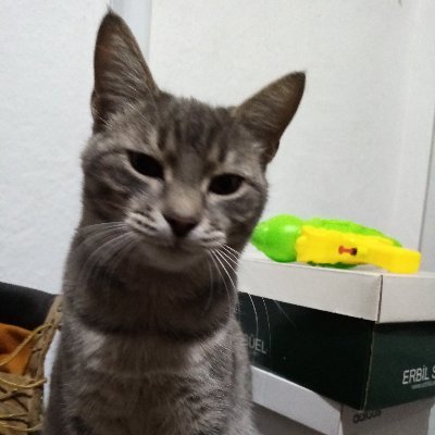 Yapma_Beee's profile picture. 