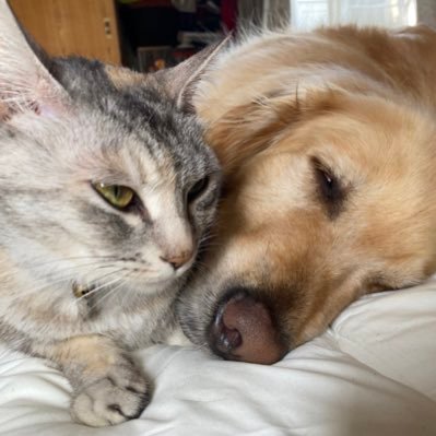ひよこママの犬猫チャンネル Azukomuji Twitter