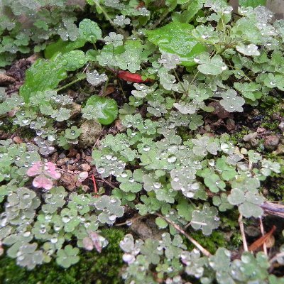 Elwood_67's profile picture. 無駄に交遊関係が浅く広いエセ懐疑論者です。

超常現象(特に超能力と称するマジック)を生ぬるくウォッチしてます(笑)。

写真の曲がったカギはキーベンディングのマジック…って言うか、力技ですが(笑)。

超能力をマジックでもできると言うなら実践しなきゃ説得力がない！からマジックを始め、今では燻製を作ったりしてます。