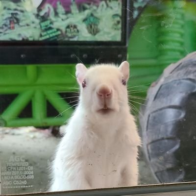 Ohio, USA.
My yard is home to two albino white squirrels and I love taking photos of them!
I love Outlander. MPC member.
Instagram: SquirrelsAllDay