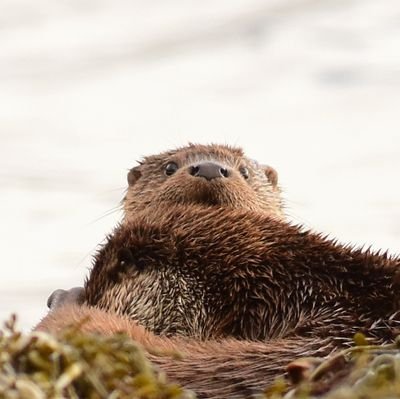 wildaboutmull Profile Picture