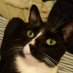 Jordan🐈❤ Ningy 🐈⬛❤and Emy ❤🐈⬛ (@yvette76129913) Twitter profile photo Jordan🐈❤ Ningy 🐈⬛❤and Emy ❤🐈⬛ (@yvette76129913) Twitter profile photo
