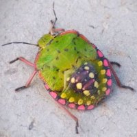 Bug (@buggyy404) 's Twitter Profile