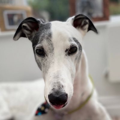 The Big Lug. Director of the board and master of two mums. Bulging. Northern. Betrothed to Elsie Spindle, Best buds with @PottsAndPlum @RoscoPGreyhound