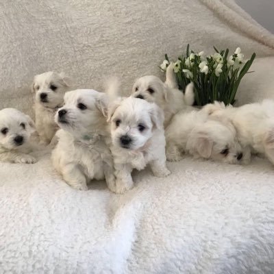 We have lovely puppies for loving home inbox me if you’re interested thanks