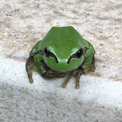 葉っぱ🌱の観察。独学ピアノ、フルート。古楽。