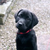 Cleo Webb: Research Pup - @CleoWeb89816668 Twitter Profile Photo