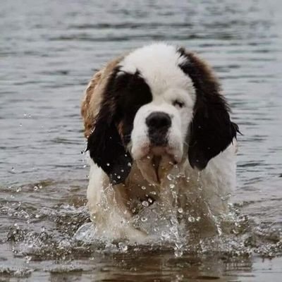 wintergirl1979's profile picture. Fun, creative, animal lover, Saint Bernard mom, bonus mom to 1 bonus son!