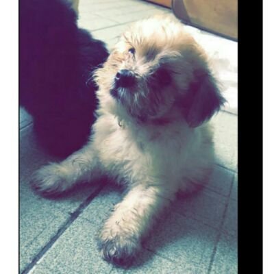 cuttypuppies's profile picture. I love dogs