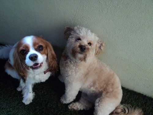 hightailhotel's profile picture. Cage-Free and Eco-Friendly Daycare and Boarding for the Urban Dog