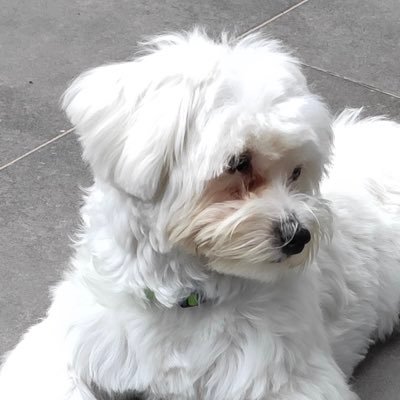 ArmandCirera's profile picture. Emprendedor