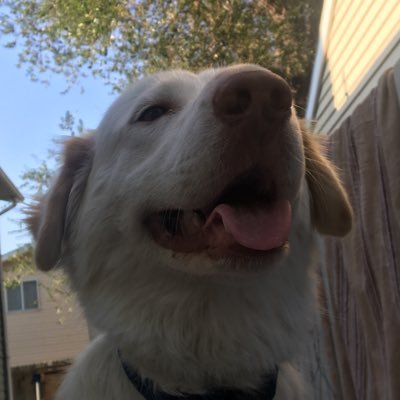 Voltage251's profile picture. always ask for honey mustard