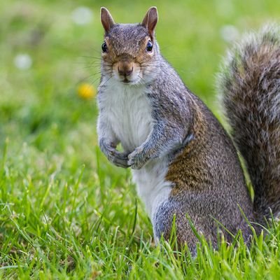 I love all types of nuts, getting into bird seed, running loudly on rooftops, stealing from chipmunks, and teasing humans.... they think their so smart