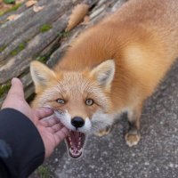 ベ ー か む (@beacam7) 's Twitter Profile Photo