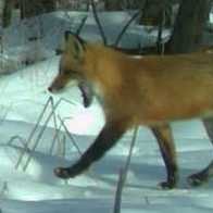 Posting fun, interesting, and cute camera trap pictures and videos from the https://t.co/D29RjjWLYT citizen science project in East Central Minnesota.